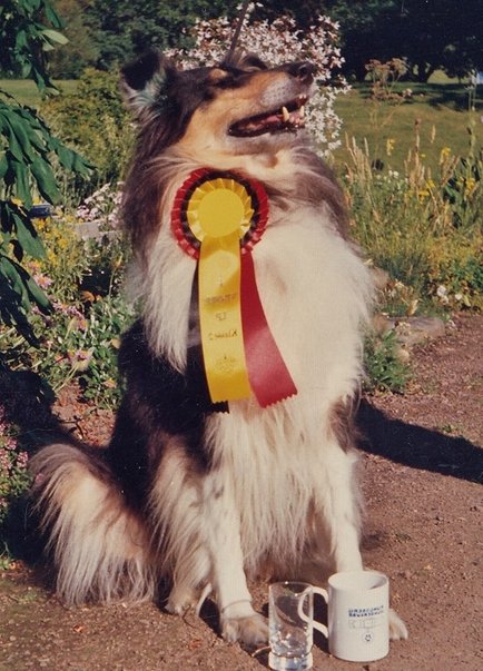 Samantha - winner of an obedience competition 