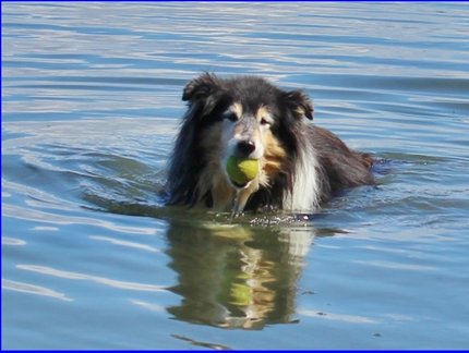 Little Heike-mother swimming, picture taken June 11 2016 