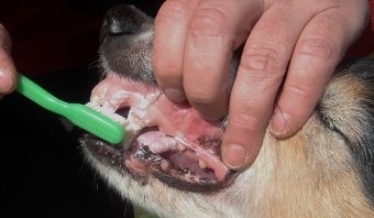 Little Heike-mother getting her teeth brushed