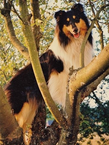 Sammie loved to climb trees
