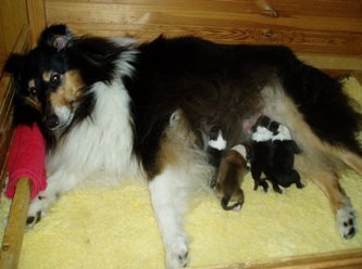 Little Heike-mother with her litter