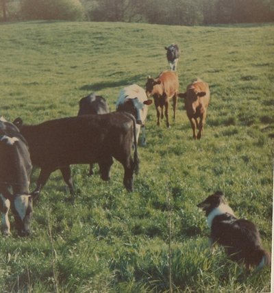 Samantha with her cows