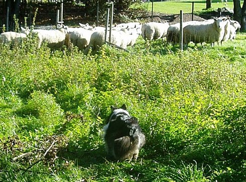Little Heike-mother with her sheep