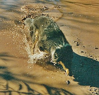 Little Heike-mother loves to run through muddy water 