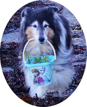 Little Heike-mother coming with a bucket full of flowers