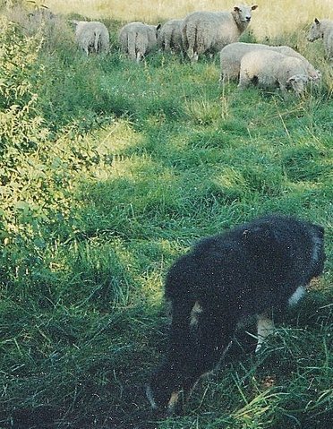 Little Heike-mother with her sheep