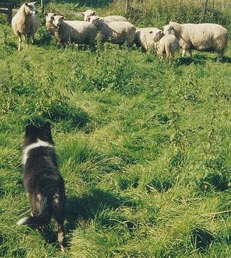 Little Heike-mother is checking her sheep