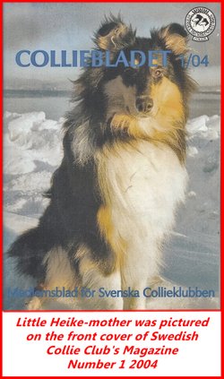 Little Heike-mother on the front cover of Swedish Collie Club Magazine number 1 2004 