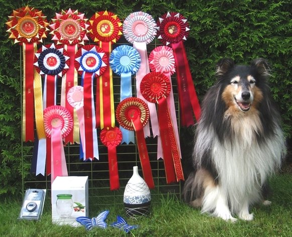 Little Heike-mother with her prizes from a three day show - not bad for a veteran