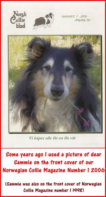 Sammie on the front cover of our Norwegian Collie Club Magazine number 1 2006 