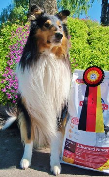 TengelMan after an obedience competition