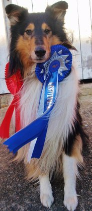 TengelMan "Collie of the year in Obedience"