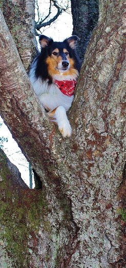 TengelMan has climbed up a tree