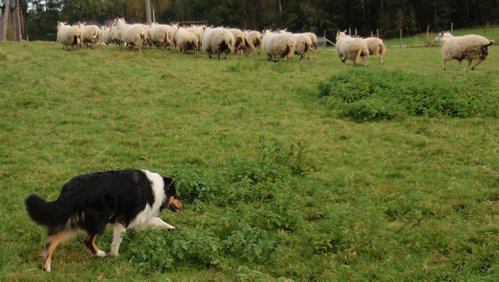 Villemo training with her sheep