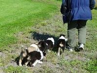 From left Bamse and Tessa behind from left TengelMan and Nike