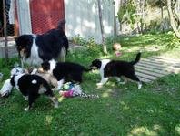 Little Heike-mother is playing with Nike, Bamse, TengelMan and Tessa (from left)