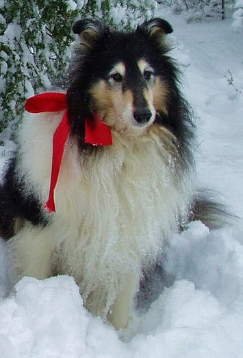 Beautiful Sammie in the snow